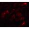 BATF3 antibody, LS-B12125, Lifespan Biosciences, Immunofluorescence image 