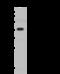 Protein O-Fucosyltransferase 1 antibody, 203685-T32, Sino Biological, Western Blot image 