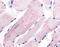 WNK1 antibody, MBS395779, MyBioSource, Immunohistochemistry frozen image 