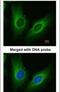 Aldo-Keto Reductase Family 1 Member C3 antibody, PA5-28065, Invitrogen Antibodies, Immunofluorescence image 