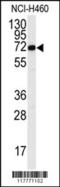 ADAM Metallopeptidase Domain 15 antibody, LS-C100623, Lifespan Biosciences, Western Blot image 