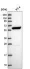 IKAROS Family Zinc Finger 4 antibody, HPA046270, Atlas Antibodies, Western Blot image 