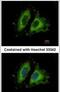 GIT ArfGAP 1 antibody, PA5-28316, Invitrogen Antibodies, Immunofluorescence image 