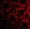 RASD Family Member 2 antibody, 4363, ProSci, Immunofluorescence image 