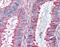 G Protein-Coupled Receptor 27 antibody, 51-255, ProSci, Immunohistochemistry frozen image 