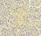 T-SNARE Domain Containing 1 antibody, LS-C679906, Lifespan Biosciences, Immunohistochemistry paraffin image 