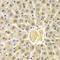 RAD9 Checkpoint Clamp Component A antibody, LS-C331752, Lifespan Biosciences, Immunohistochemistry frozen image 