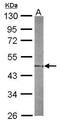 SH3 And Cysteine Rich Domain antibody, GTX114802, GeneTex, Western Blot image 