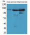 Hepatocyte Growth Factor-Regulated Tyrosine Kinase Substrate antibody, STJ96517, St John