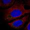 Consortin, Connexin Sorting Protein antibody, HPA007226, Atlas Antibodies, Immunocytochemistry image 