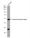 Retinoid X Receptor Alpha antibody, NBP2-20130, Novus Biologicals, Western Blot image 