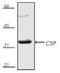 DnaJ Heat Shock Protein Family (Hsp40) Member C5 antibody, ADI-VAP-SV003-E, Enzo Life Sciences, Western Blot image 