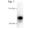 Dynamin 1 antibody, NB300-565, Novus Biologicals, Western Blot image 