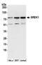 Splicing Regulatory Glutamic Acid And Lysine Rich Protein 1 antibody, A305-104A, Bethyl Labs, Western Blot image 