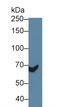 Adhesion G Protein-Coupled Receptor E5 antibody, LS-C314779, Lifespan Biosciences, Western Blot image 