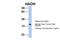 Hydroxyacyl-CoA Dehydrogenase antibody, 26-923, ProSci, Western Blot image 