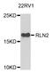 Relaxin 2 antibody, abx006409, Abbexa, Western Blot image 