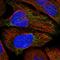 Mitochondrial Transcription Termination Factor 4 antibody, HPA027097, Atlas Antibodies, Immunofluorescence image 