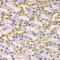 Lysine Demethylase 1A antibody, LS-C331306, Lifespan Biosciences, Immunohistochemistry frozen image 