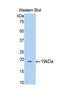 Thrombospondin 1 antibody, LS-C296619, Lifespan Biosciences, Western Blot image 