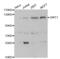 Sirtuin 1 antibody, abx000615, Abbexa, Western Blot image 