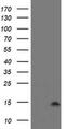 Cystatin-SA antibody, MA5-25927, Invitrogen Antibodies, Western Blot image 