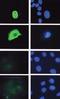 Lymphoid Enhancer Binding Factor 1 antibody, orb108653, Biorbyt, Immunofluorescence image 