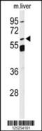 Solute Carrier Family 13 Member 5 antibody, 61-645, ProSci, Western Blot image 