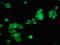 Poly(ADP-Ribose) Polymerase Family Member 14 antibody, LS-C675094, Lifespan Biosciences, Immunofluorescence image 