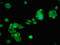 Poly [ADP-ribose] polymerase 14 antibody, LS-C675094, Lifespan Biosciences, Immunofluorescence image 