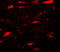 Mitogen-activated protein kinase scaffold protein 1 antibody, 7713, ProSci, Immunofluorescence image 