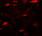 Late Endosomal/Lysosomal Adaptor, MAPK And MTOR Activator 3 antibody, 7713, ProSci, Immunofluorescence image 