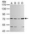 Tetratricopeptide Repeat Domain 39B antibody, GTX125938, GeneTex, Western Blot image 