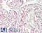 Phospholipase A And Acyltransferase 4 antibody, LS-B7364, Lifespan Biosciences, Immunohistochemistry frozen image 