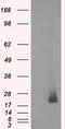 Nucleoside diphosphate kinase, mitochondrial antibody, LS-C115151, Lifespan Biosciences, Western Blot image 