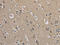 ER Membrane Protein Complex Subunit 8 antibody, CSB-PA939763, Cusabio, Immunohistochemistry frozen image 