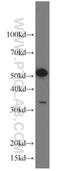 BAG family molecular chaperone regulator 1 antibody, 19064-1-AP, Proteintech Group, Western Blot image 