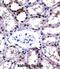 Amyloid Beta Precursor Like Protein 2 antibody, abx028220, Abbexa, Immunohistochemistry frozen image 