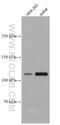 Ubiquitin Specific Peptidase 4 antibody, 66822-1-Ig, Proteintech Group, Western Blot image 