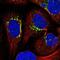 GDNF Family Receptor Alpha 1 antibody, NBP2-14045, Novus Biologicals, Immunocytochemistry image 