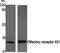 Olfactory Receptor Family 4 Subfamily X Member 1 (Gene/Pseudogene) antibody, A17774, Boster Biological Technology, Western Blot image 