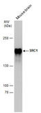 Nuclear Receptor Coactivator 1 antibody, 56218, QED Bioscience, Western Blot image 