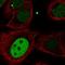 Kinesin Family Member 23 antibody, HPA068831, Atlas Antibodies, Immunofluorescence image 