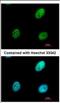 RNA-binding protein Raly antibody, NBP2-20065, Novus Biologicals, Immunocytochemistry image 