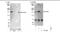 SOS Ras/Rac Guanine Nucleotide Exchange Factor 1 antibody, NBP1-05955, Novus Biologicals, Western Blot image 