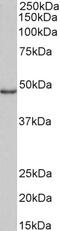 G Protein Subunit Alpha 12 antibody, 43-697, ProSci, Western Blot image 