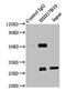 Hydroxysteroid 17-Beta Dehydrogenase 10 antibody, LS-C371994, Lifespan Biosciences, Immunoprecipitation image 