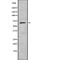 Growth Factor Receptor Bound Protein 10 antibody, abx215716, Abbexa, Western Blot image 