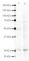 Heart And Neural Crest Derivatives Expressed 1 antibody, PA5-19751, Invitrogen Antibodies, Western Blot image 