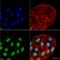 Autophagy Related 5 antibody, SPC-611D-A488, StressMarq, Immunocytochemistry image 